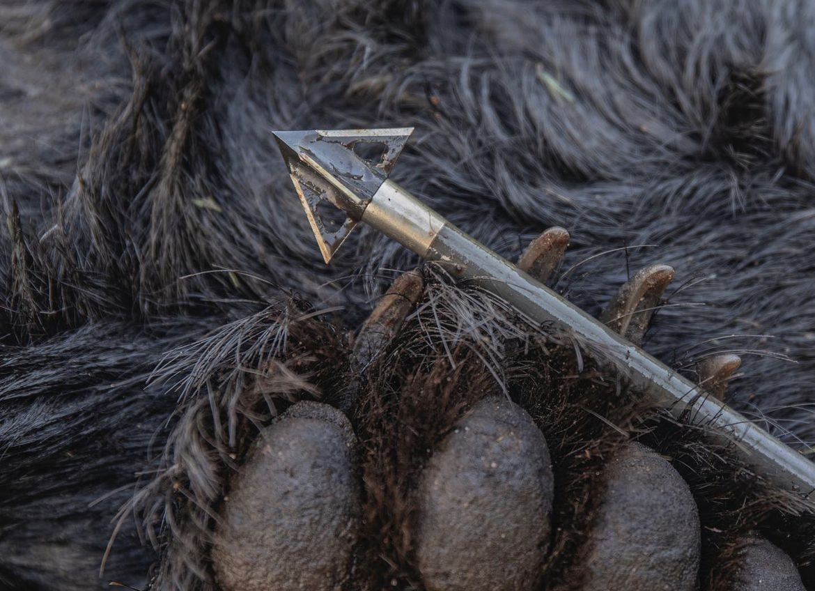 Can You Eat Bear Meat - Bear, It Is What's For Dinner – Tooth of the